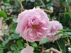 -人民公园(罗湖区)