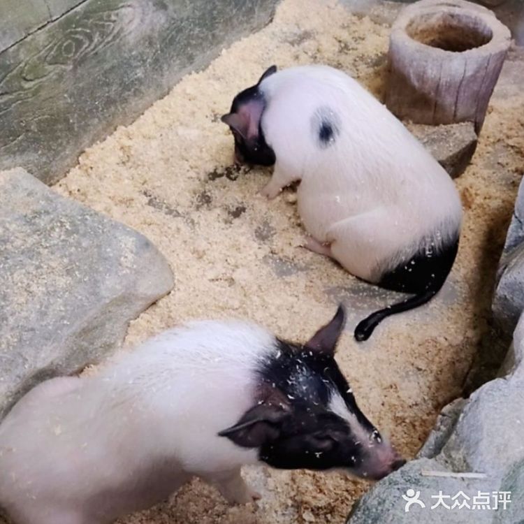 六一放电|可以和动物亲密接触的亲子乐园|团购价好划算～[礼花]