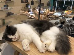 -飞行喵MR PILOT|猫舍·猫咖(静安大融城店)