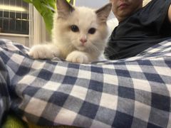-艾贝尔宠物医院·24H转诊中心·肿瘤猫专科(江宁双龙店)