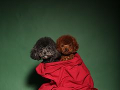 -超宠爱宠物摄影-Super pet