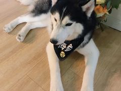 -Husky Go! 哈士奇体验馆·宠物咖啡厅狗咖