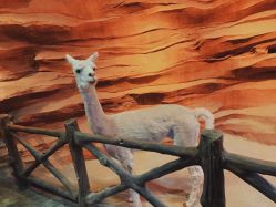 -酷嗒动物文化乐园(cutezoo西溪乐天城店)