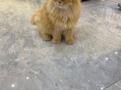 -爪爪喵星球·猫舍(前海卓越店)