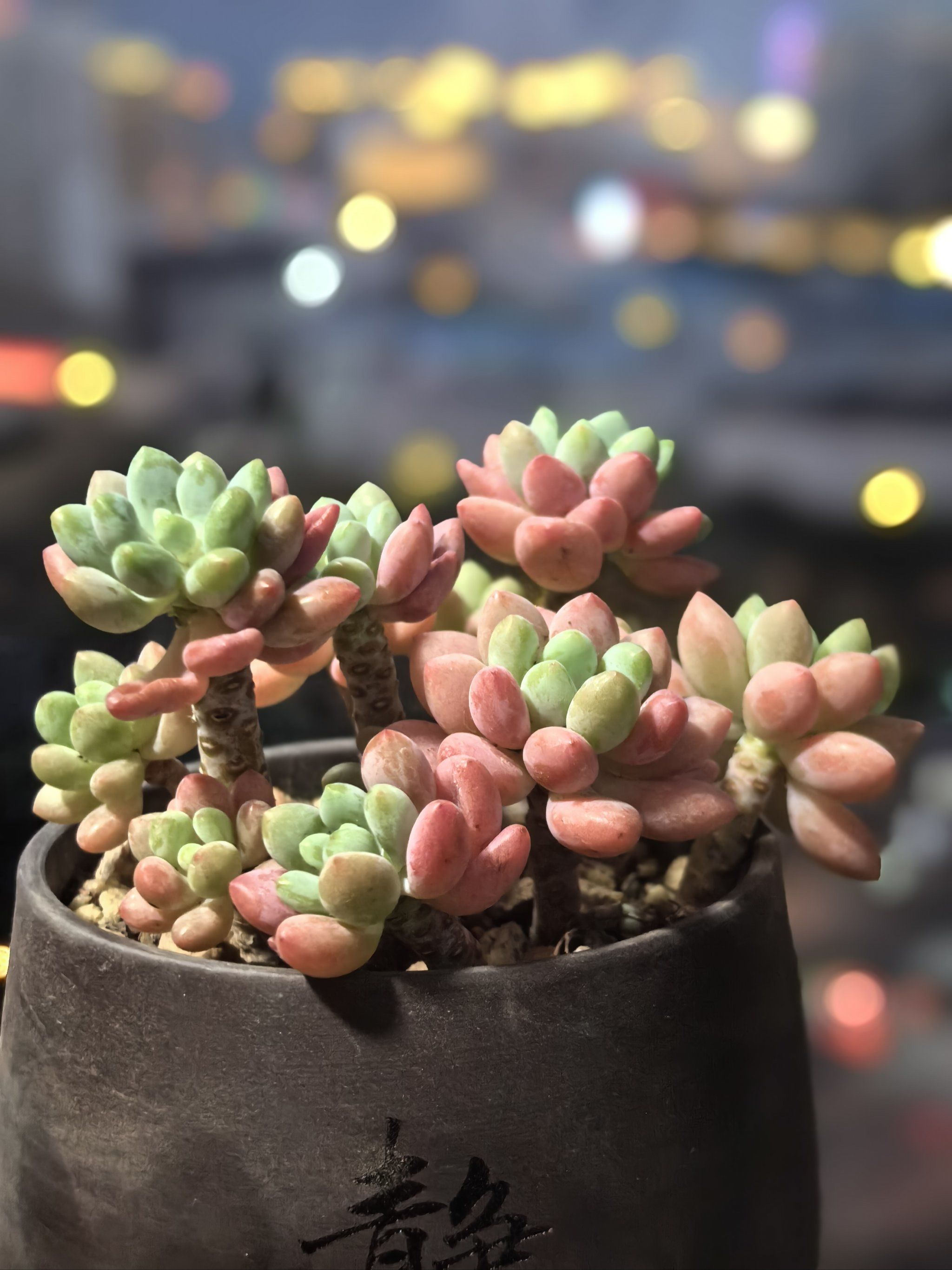 养植物的快乐就是看它们出状态