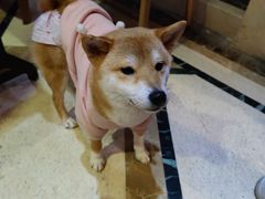 -猫色咖啡·猫咖