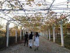 -白鹿原葡萄主题公园