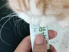 -喵园·猫主题咖啡厅·撸猫·猫咖(国贸店)