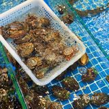 珠海拱北新晋海鲜饭堂！海鲜脑袋快~冲~冲~冲