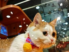 -欣宠猫屋·矮脚拿破仑·蓝金金渐层