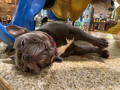 -more than meow吴止猫主题餐厅(承德 中船汇店)