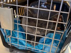 -纳吉亚猫专科动物医院博雅分院