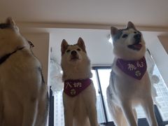 -Husky Go! 哈士奇体验馆·宠物咖啡厅狗咖