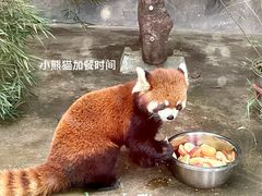 -武汉动物园