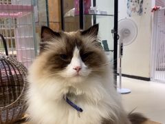 -藏猫猫咖啡主题馆(中央大道店)