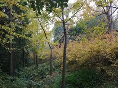 -新江湾城公园