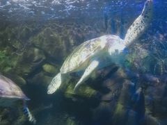 -太平洋海底世界餐厅