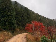 -四明山国家森林公园