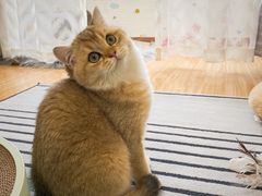 -东方名猫馆·英短金渐层布偶猫舍(环线广场1号楼店)