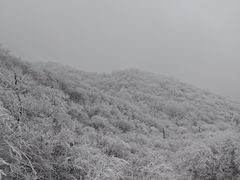 -牛背梁国家森林公园