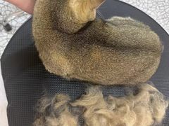 -momokira米努特·德文卷毛猫·棉花面纱犬