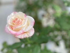 -上海鲜花港