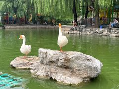 -团结湖公园