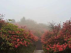 -大围山国家森林公园
