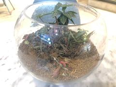 -宝珠奶酪(浦东金桥店)