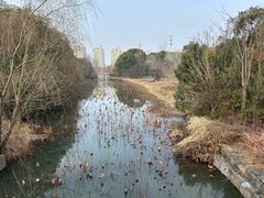 -昆山城市生态森林公园