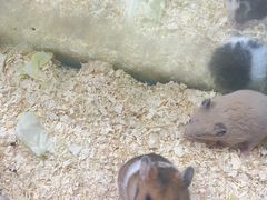 -大学城夜市大排档(凤栖路店)