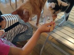 -Cappucimeow猫咪咖啡馆(韦伯时代店)