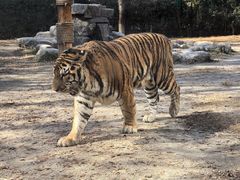 -上海野生动物园老虎餐厅