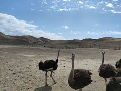 -新疆天山野生动物园