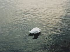 -烟墩角天鹅湖
