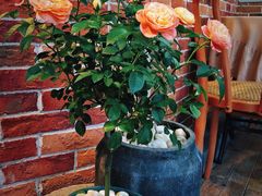 -The Flowers Coffee(南山店)