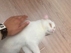 -有猫主题·治愈系猫咖(曾厝垵店)