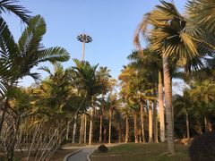 -深圳仙湖植物园