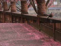 -望江楼公园