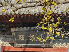 -洛阳白马寺