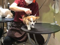 -宠物家(双井店)