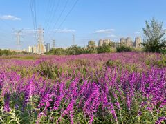 -白鹭湾湿地公园