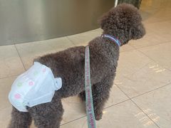 -瑞派申生动物医院·24H夜诊·国际动物医疗中心·骨外科(吴中路店)