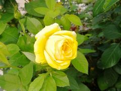 -CoCo都可(中华广场店)