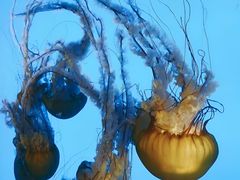 -中央广播电视塔