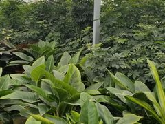 -菊园百果园