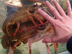 -珍珠餐馆Pearl Chinese Restaurant