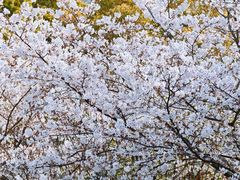 -杨高南路(地铁站)