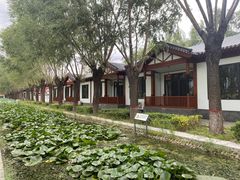 -荷花大观园