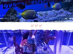 -太平洋海底世界